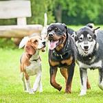 Dogs run and play. If your dog takes off, gets taken, or you lose sight of them, you can quickly locate them by using a GPS tracker.