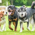 Dogs run and play. If your dog takes off, gets taken, or you lose sight of them, you can quickly locate them by using a GPS tracker.