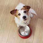 Jack Russell terrier sits with empty food bowl. Image for Dog Food tag page.