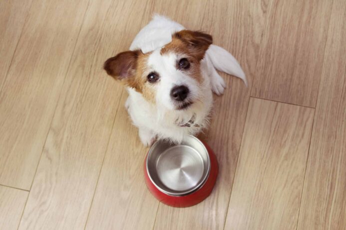 Jack Russell terrier sits with empty food bowl. 