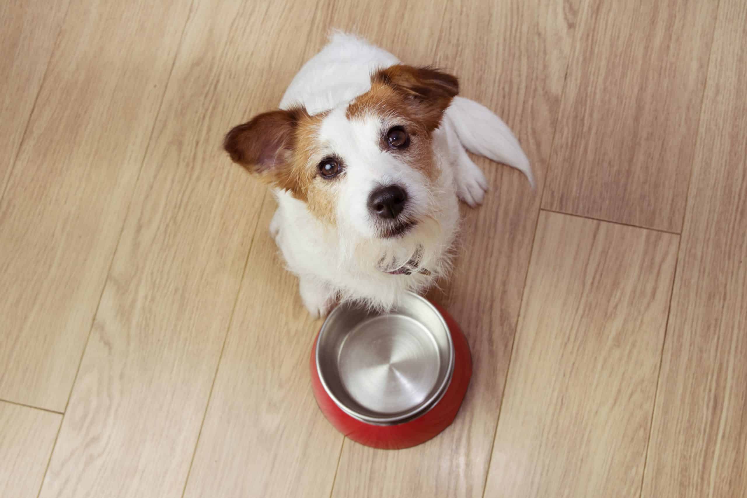 Jack Russell terrier sits with empty food bowl. To get the best supplements for dogs, do your research before making a purchase. Supplements to consider include glucosamine and antioxidants.