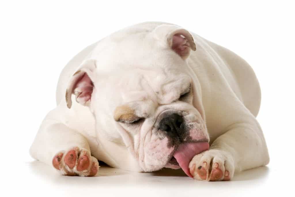 Bulldog licks paw. Dogs sense danger, and licking can be a sign your dog senses disease.