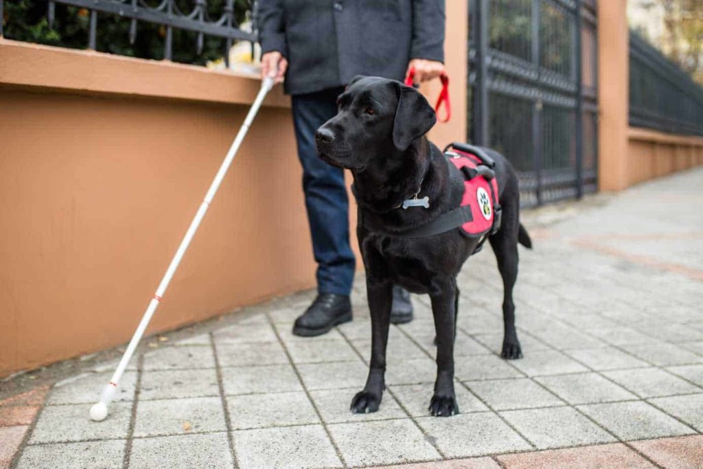 Black Labrador service dog assists blind man. While registering your service dog is not required, having a registered service dog it does make traveling easier.
