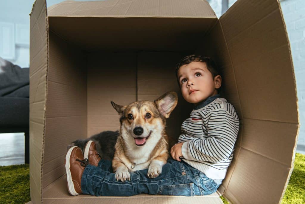 Corgi sits on little boy's lap in a box. Toddlers and dogs can become best friends with proper training and supervision.