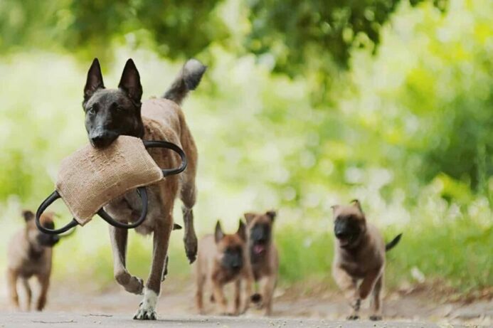 Mother Belgian Malinois with puppies.