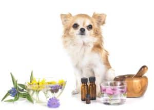 Chihuahua sits with dog-safe essential oils.