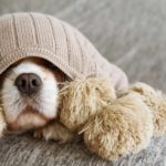Cavalier King Charles Spaniel hides under a blanket. Most people know they'll need to provide food and vet care for their new dog, but what about the hidden costs of pet ownership?