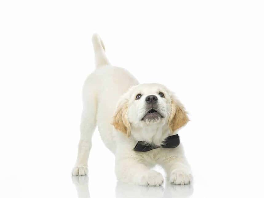 Playful golden retriever puppy stretches. Stretching can help alleviate the pain of dog muscle spasms.