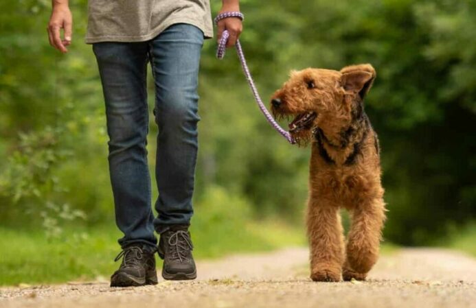 Man walks an airedale terrier. Leash train an older dog using patience.