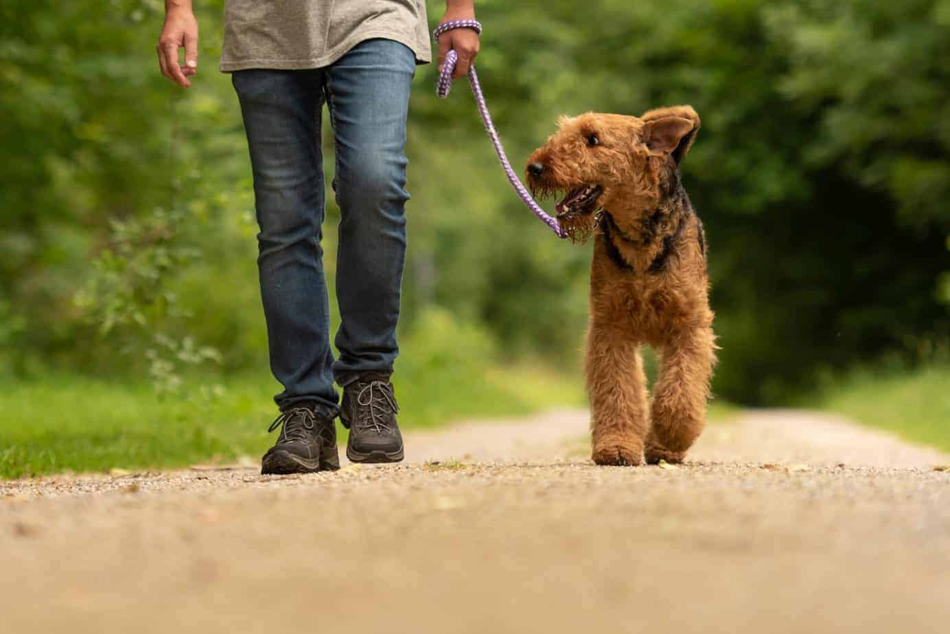 how to train your dog to walk on two legs
