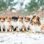 Collie puppies play in snow. Involve children when choosing the perfect family dog. It's vital to meet the dog to make sure its demeanor and personality are a good fit for your family.