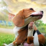 Beagle scratches from dog allergies. Your dog can suffer from different types of allergies. While some allergies aren’t a cause for concern and go away on its own, others can be too severe that it can cause your dog to lick and scratch excessively.