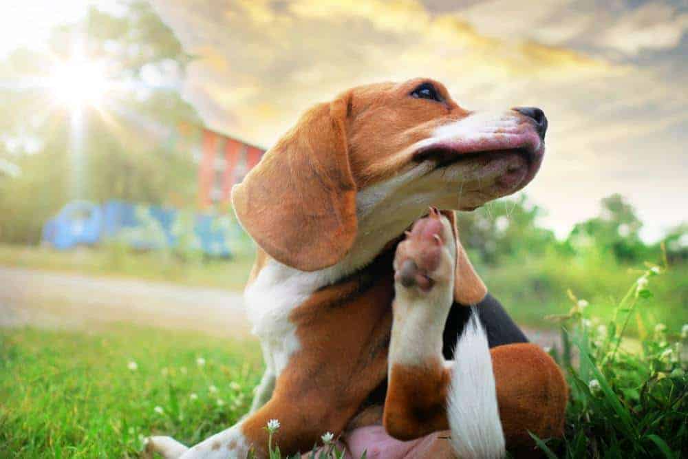 Beagle scratches from dog allergies. Your dog can suffer from different types of allergies. While some allergies aren’t a cause for concern and go away on its own, others can be too severe that it can cause your dog to lick and scratch excessively.