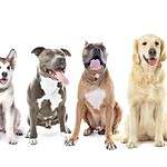 Dog breed size illustration from smallest - Chihuahua to largest - Great Dane
