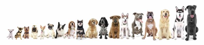 Dog breed size illustration from smallest - Chihuahua to largest - Great Dane