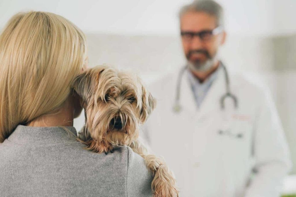 Woman holds nervous dog at vet's office. Dog diseases: Dirty teeth, ear infections, and chubbiness. All can be prevented or mitigated and help your dog live a long, healthy life.