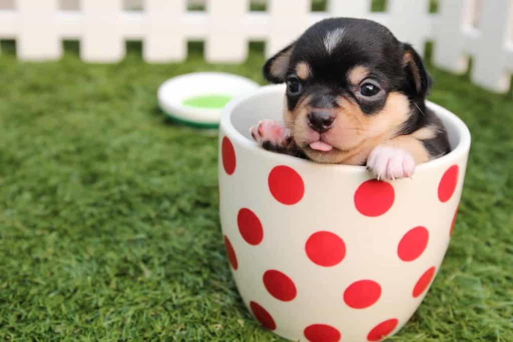 Puppy plays in cup. Five essential nutrients are critical to ensuring your puppy grows and thrives. Poor nutrition can lead to stunted growth, terminal injuries, and fatal illnesses.