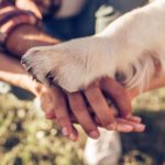 Dog places his paw on family members' hands. Family-friendly dog breeds: Consider a bulldog, beagle, collie, poodle, or a golden retriever. Picking the wrong breed can lead to accidents or injuries.