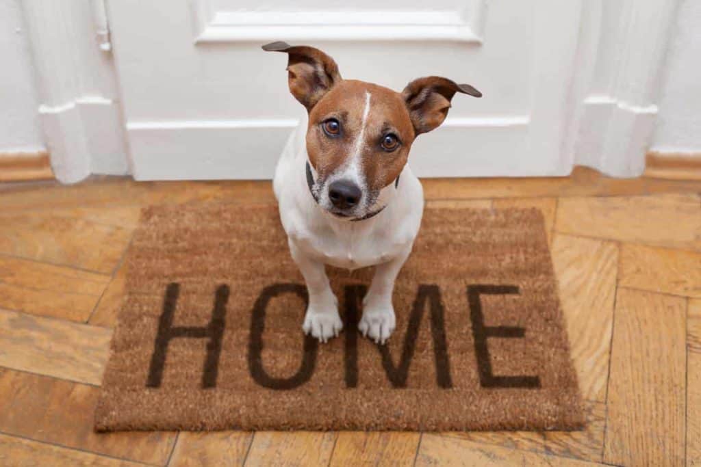 Jack Russell terrier sits on welcome home mat. House hunting as a dog parent poses challenges. Many rentals won't take pets or charge high fees. Do your research and take your time to find the right home.