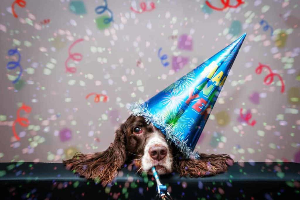 Springer Spaniel wears a New Year's party hat. Whether it’s making a new friend, eating healthier, or getting more exercise, use these seven New Year's goals with your dog for a healthier year in 2020!