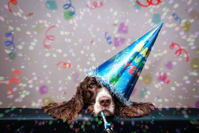 Springer Spaniel wears a New Year's party hat. 