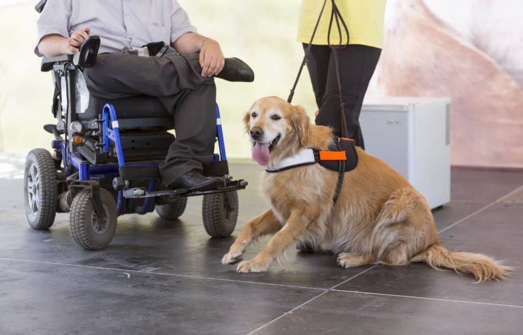 Labrador retriever works as a service dog in the workplace.