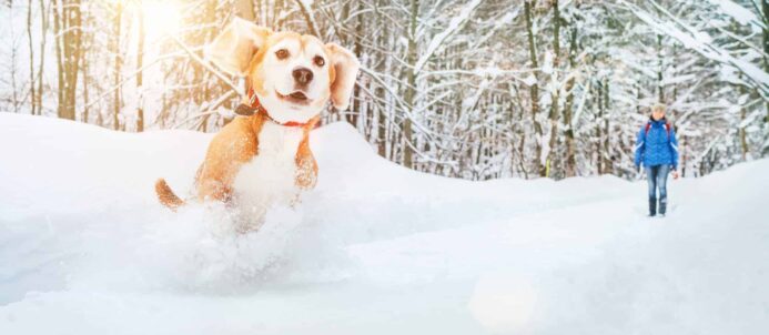 Happy beagle runs in snow. Don't hibernate! From walks and baking treats to creating puppy art. Discover 10 winter dog fun activities you can do with your dog.