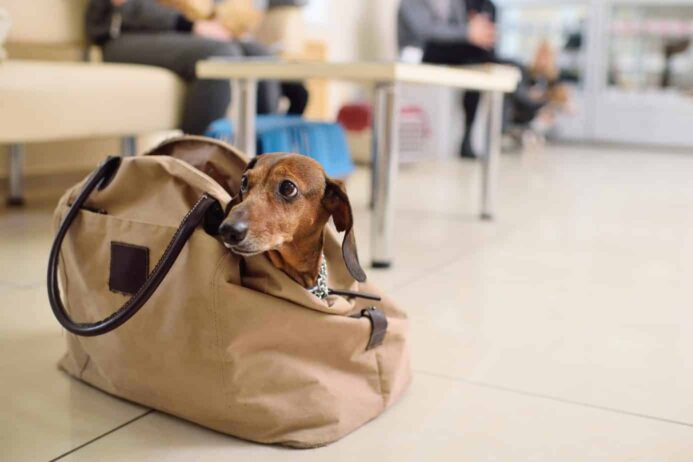 A dachshund is on the best list of travel dogs. 