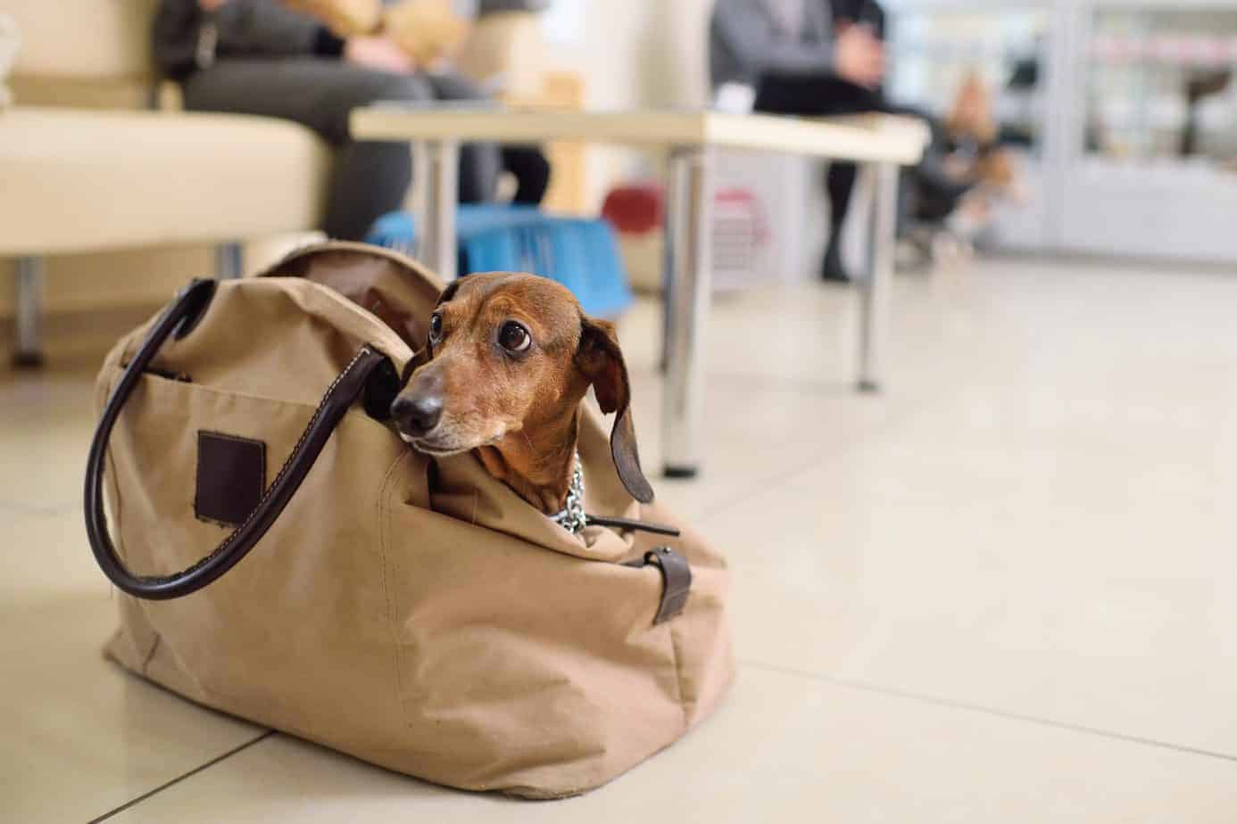 A dachshund is on the best list of travel dogs. The best dogs for travel have gentle dispositions, need little exercise, and enjoy being with people. For plane rides, small dogs are best.