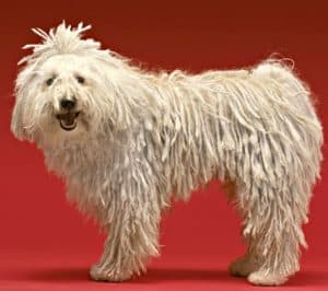 The Komondor or mop dog is known for its distinctive coat covered in rope-like curls. The coat requires daily brushing and regular bathing.