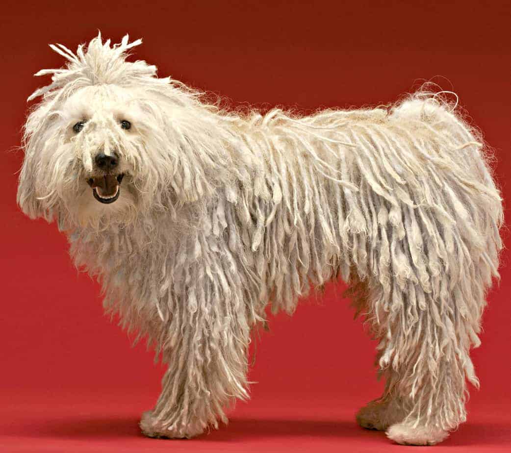 Everything You Need to Know About Mop Dogs