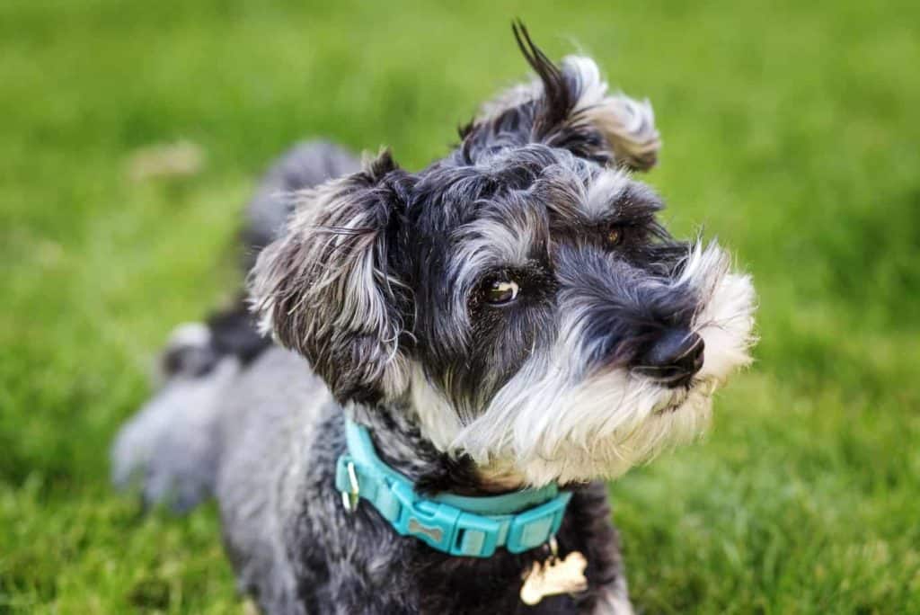 Miniature Schnauzer plays in yard treated with pet-friendly weed killers.