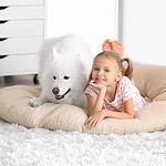 Girl poses with big fluffy Samoyed. Use tools like a FURminator when grooming to control dog fur in your home.