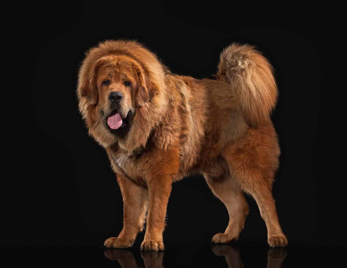 Tibetan Mastiff: Enormous dogs with huge, barks