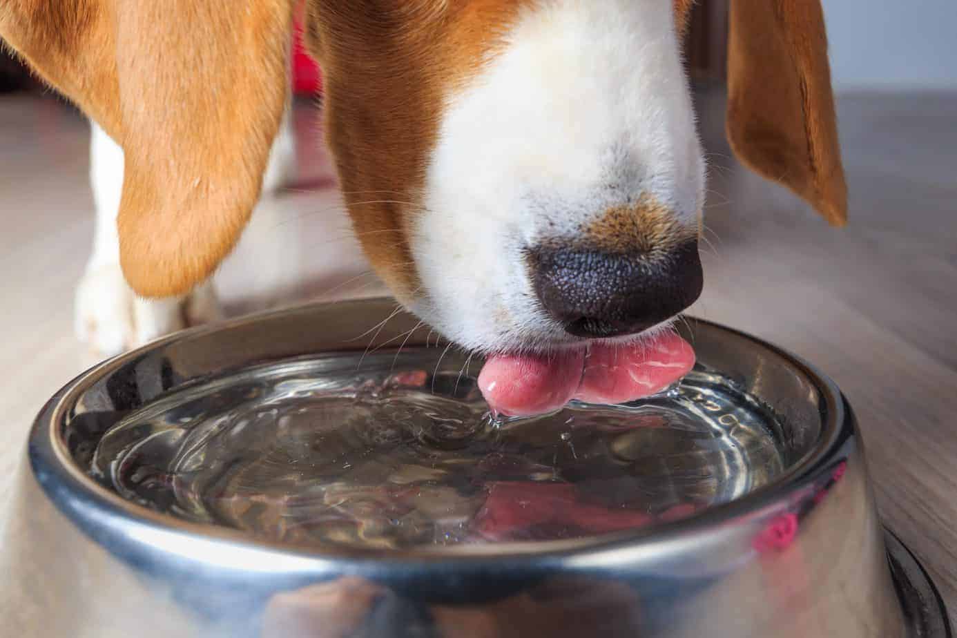 Beagle drinks fresh water. When it comes to pampering your pooch, most people focus on food. However, the water quality of what you give your dog is equally as important.