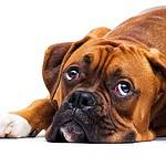 Sad boxer suffers from diarrhea. Use home remedies like boiled potatoes or rice to treat diarrhea, vomiting.