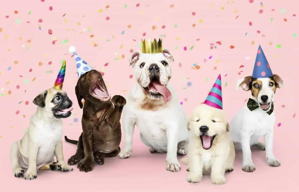 Dog birthday celebration. Mark dog milestones.