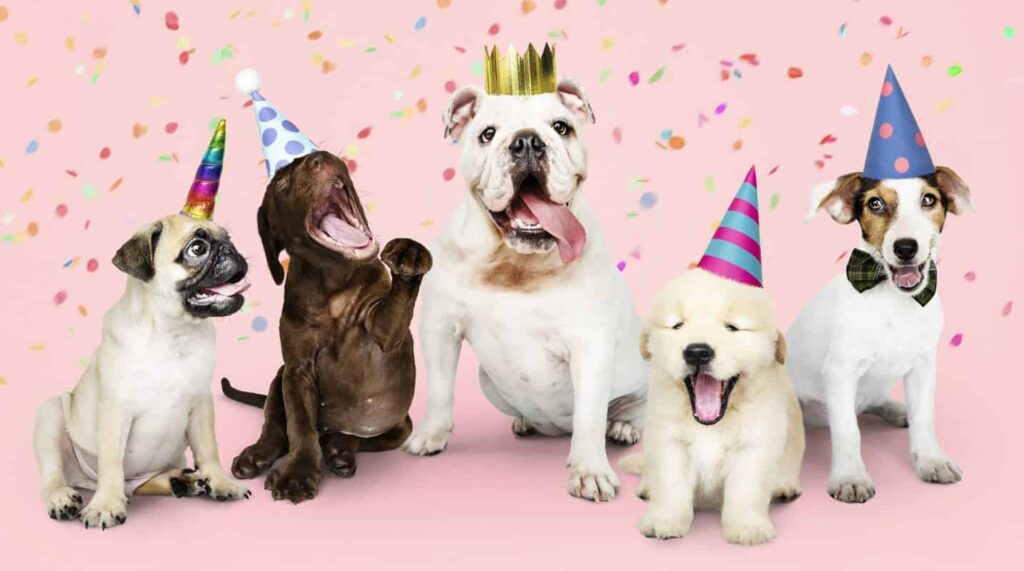 Dog birthday celebration. Mark dog milestones.