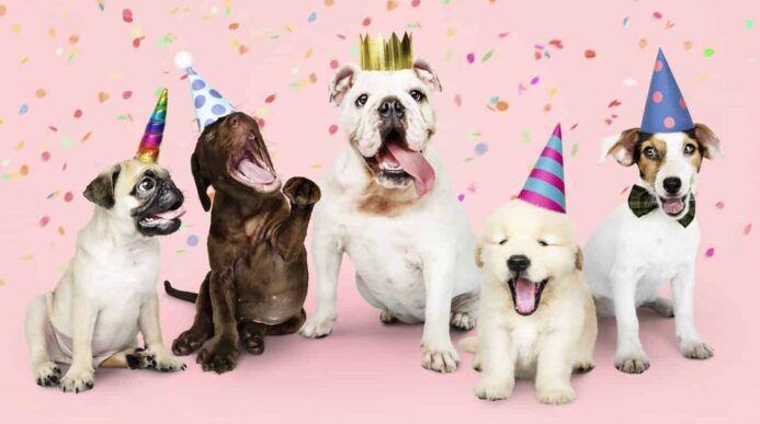 Dog birthday celebration. Mark dog milestones.