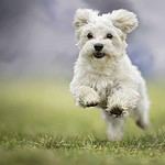 Happy Havanese dog running. Weight gain, second-hand smoke, too little exercise, and ignoring dental care are among the 10 dog health mistakes that can hurt your pup.
