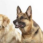The Golden Shepherd is a crossbreed of a Golden Retriever and a German Shepherd. It combines the brains and friendliness of its parent breeds.