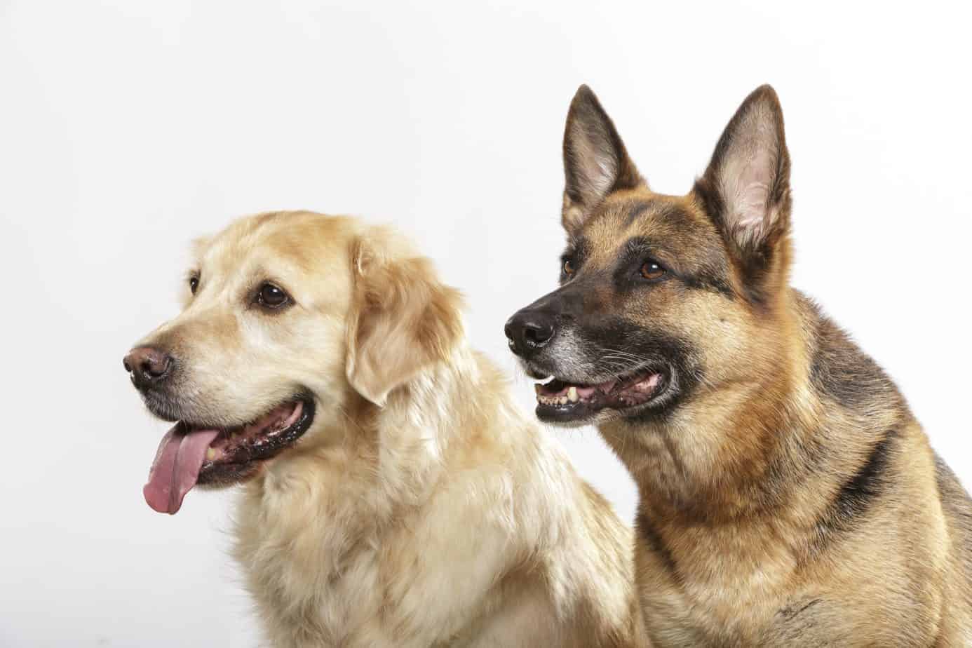 Golden Shepherd Smart, friendly, easytotrain dogs