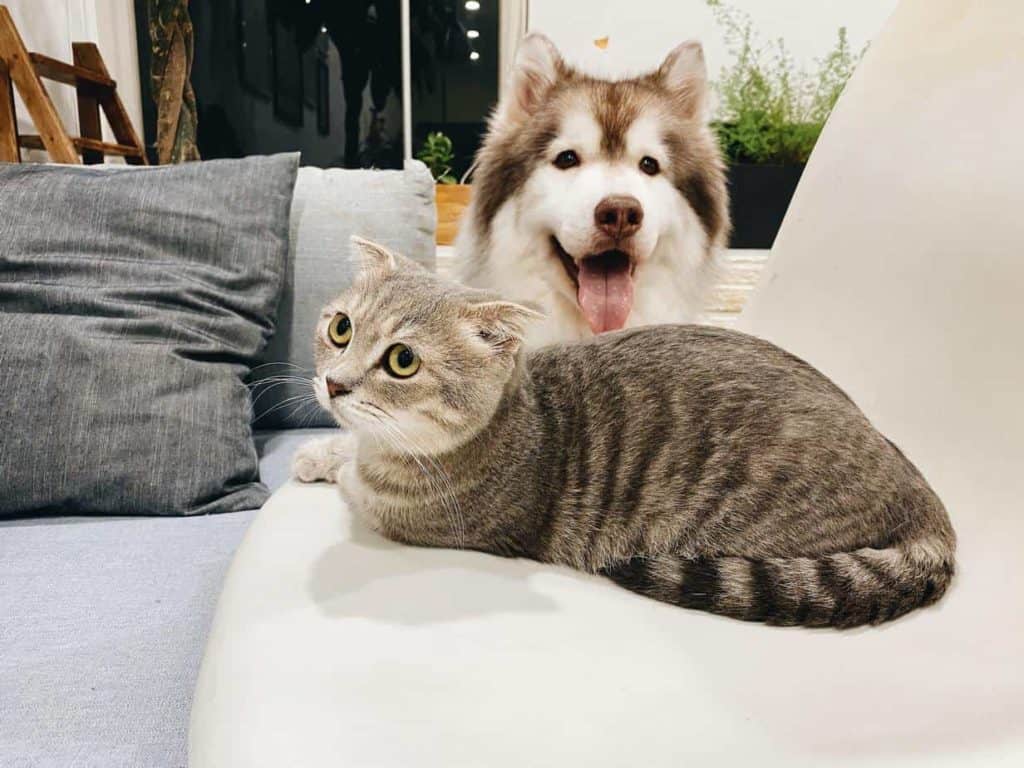 Happy Husky poses with wary cat. Introduce your dog to a cat: Find a cat whose personality will mesh with your dog's.