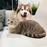 Happy Husky poses with wary cat. Introduce your dog to a cat: Find a cat whose personality will mesh with your dog's.