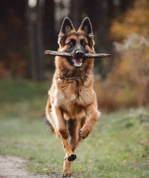 Happy German Shepherd runs while holding a stick in his mouth. Giving your dog a joint supplement can decrease inflammation, improve flexibility, strengthen the cartilage and joints, and provide natural pain relief as needed.