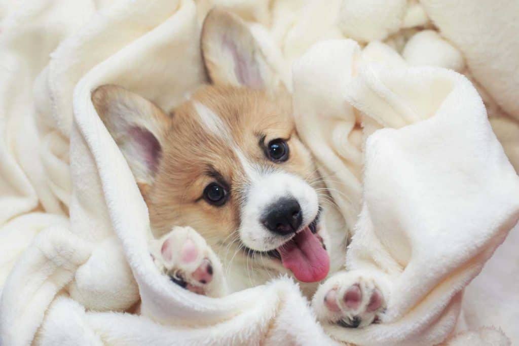 Cute corgi puppy wrapped in a blanket. Talk with your vet about parasite prevention by starting your puppy on flea and tick and heart worm preventative. 