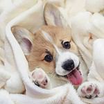 Cute corgi puppy wrapped in a blanket. Talk with your vet about starting your dog on medication to protect him from parasites including flea and tick prevention, as well as heartworm prevention.
