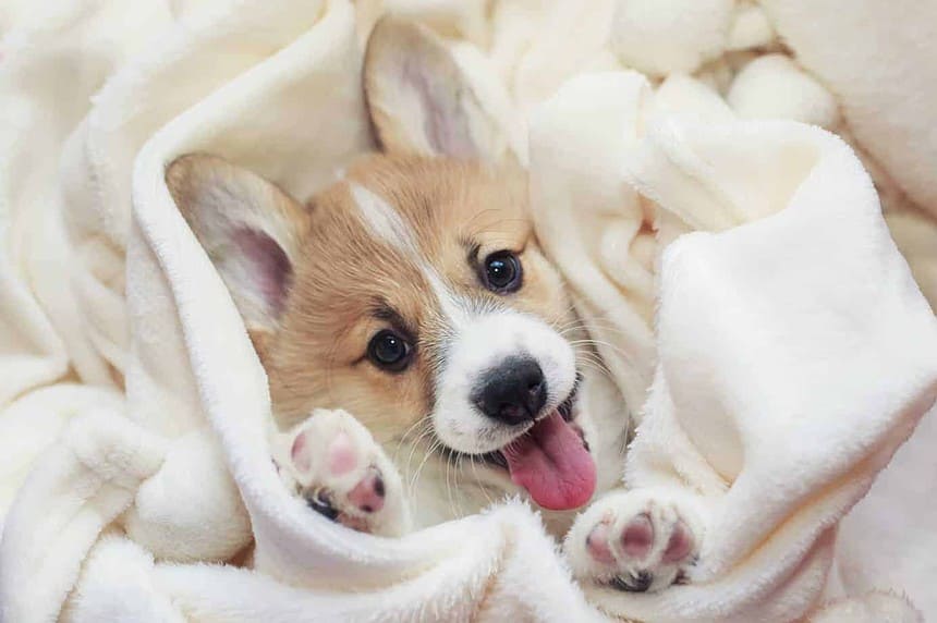 Cute corgi puppy wrapped in a blanket.
