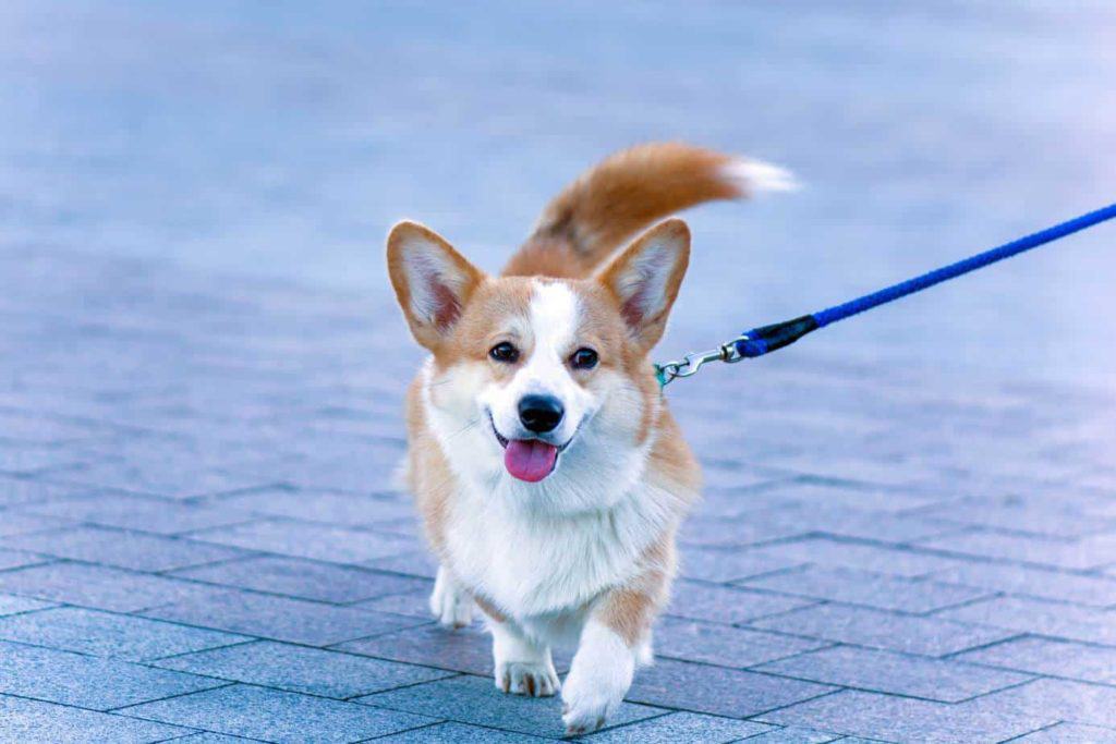 Happy corgi goes for a walk. To determine how far you should walk your dog, take your best friend out for a walk, and monitor how their energy level changes.