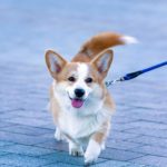 Happy corgi goes for a walk. To determine how far you should walk your dog, take your best friend out for a walk, and monitor how their energy level changes.